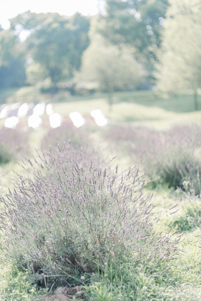 Dolly DeLong Photography LLC Lavender Field Session