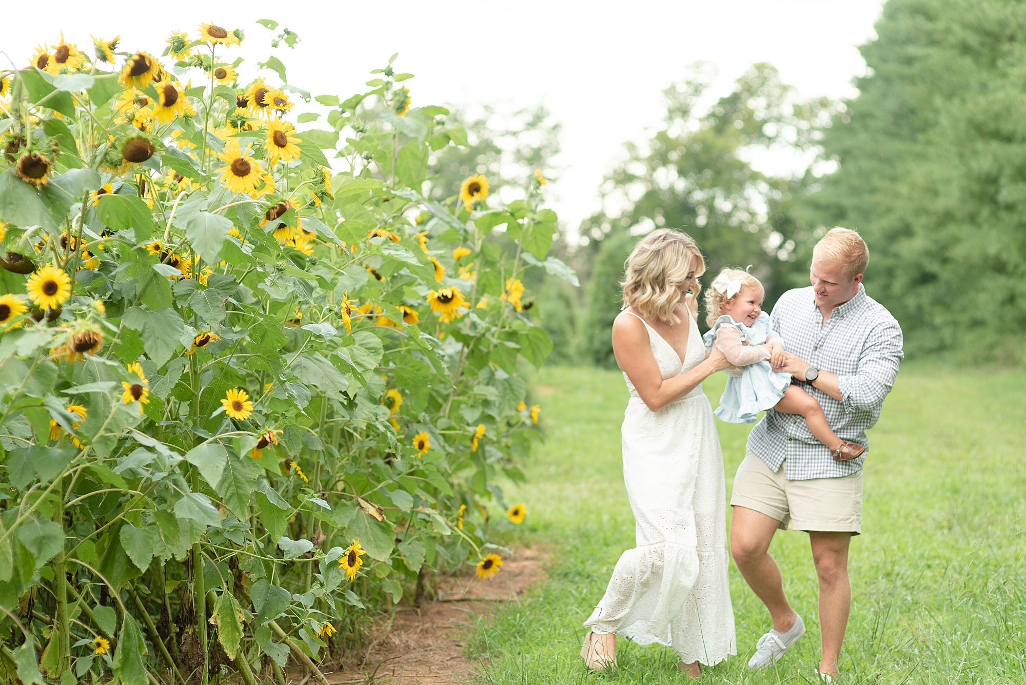 Mom and Dad are holding a toddler aged daughter while walking in a sunflower field on a summer day for family portraits