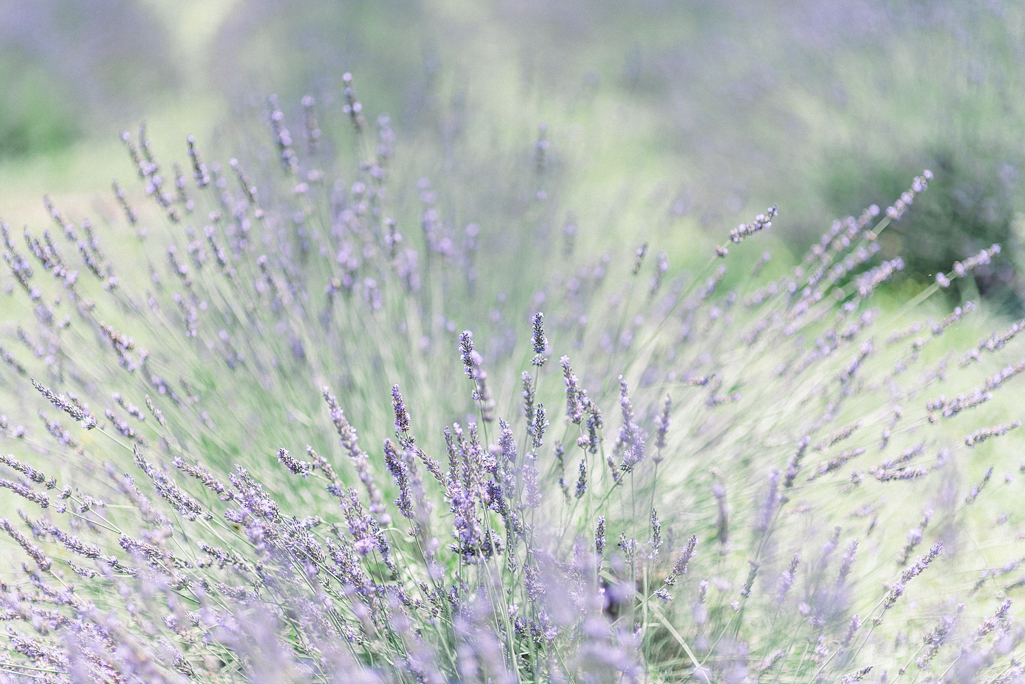 Lavender Field in Nashville TN bold bright and vivid purple colors