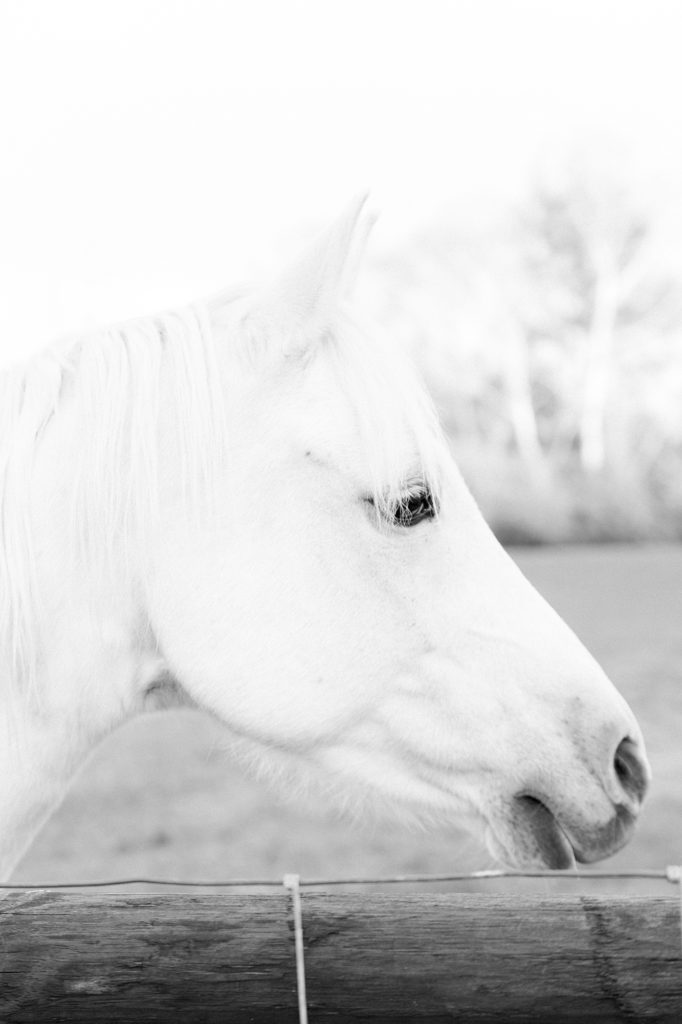 a black and white portrait of a horse at a southern wedding in Nashville