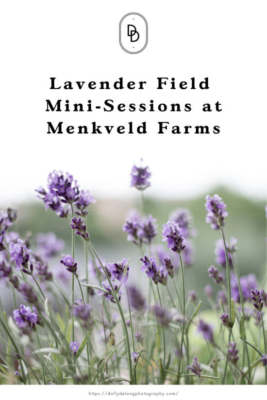 Lavender-field-mini-sessions-at-menkveld-farms