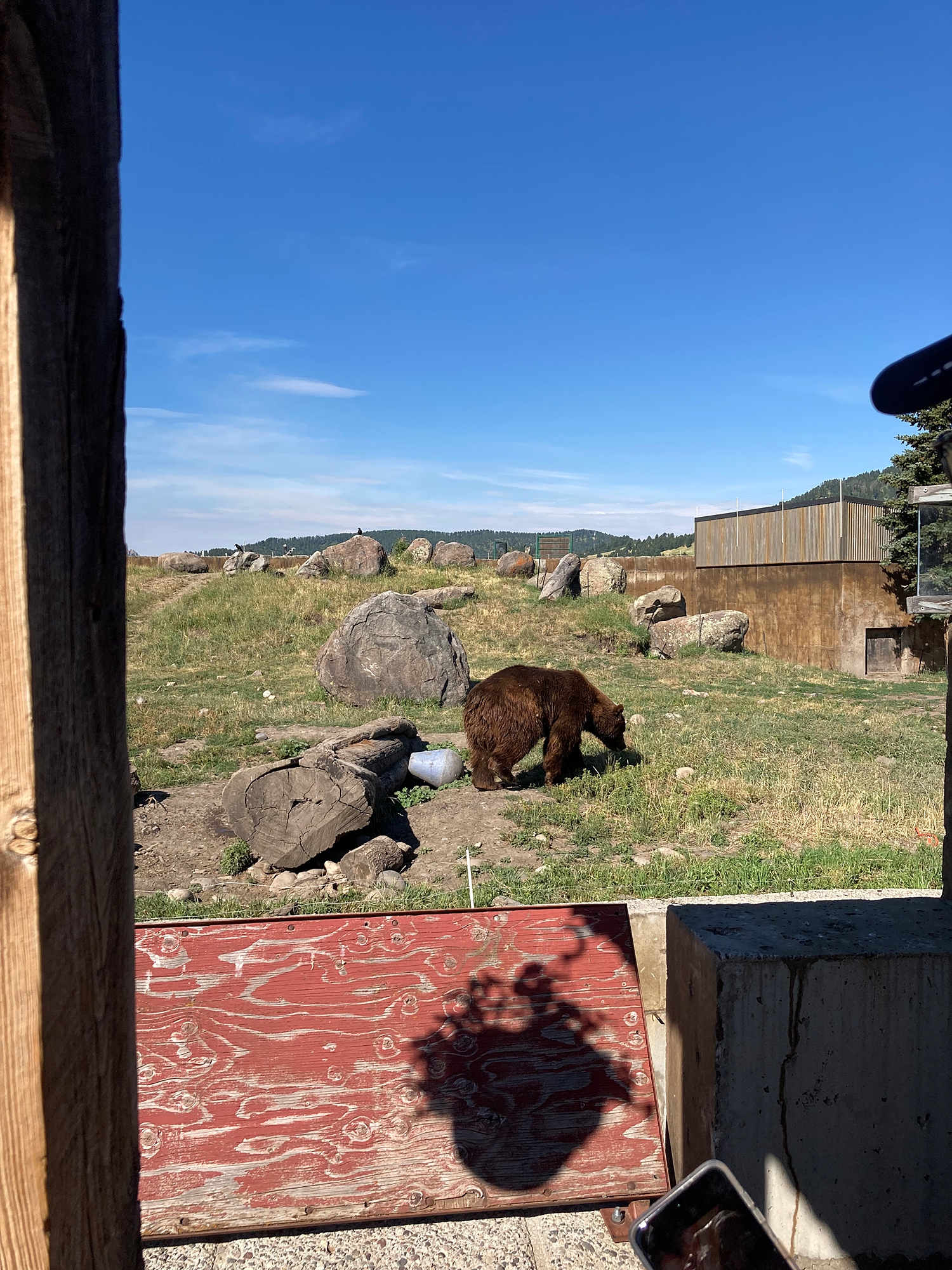 a_brown_bear_at_the_grizzly_bear_discovery_center