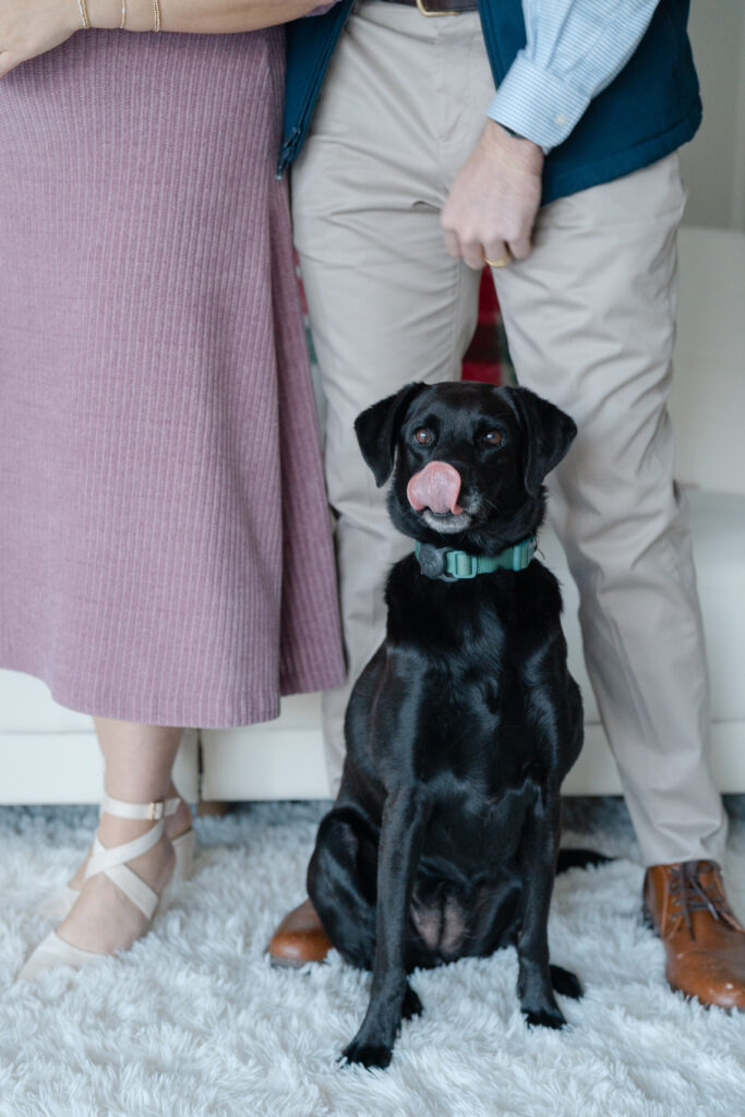 Funny photo of dog for photo session
