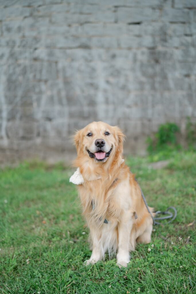 Golden retriever posing by the stone wall at Ravenswood Mansion during a spring family photo session